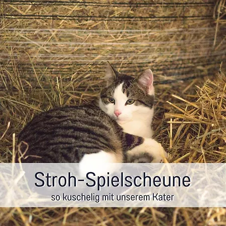 Bio Wichtelweide - Rosmarin * Fehmarn